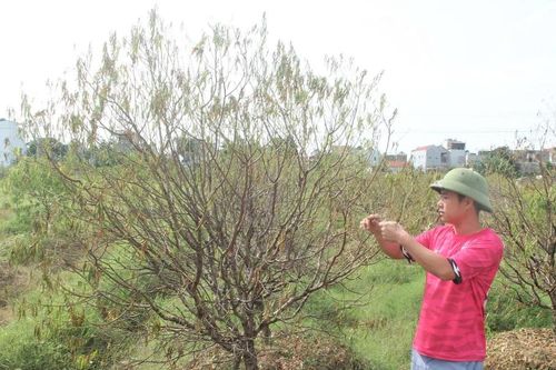 Hơn 38ha cây đào ở Thanh Hóa đồng loạt chết rũ