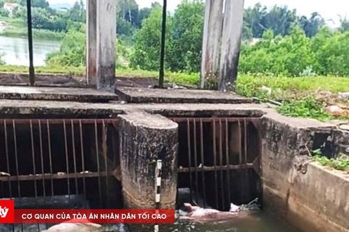 Xác lợn chết nổi lềnh bềnh, dân khốn đốn vì ô nhiễm