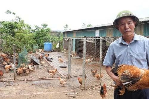 Người Tiên Yên nuôi gà bản địa, thu nhập hàng trăm triệu mỗi năm