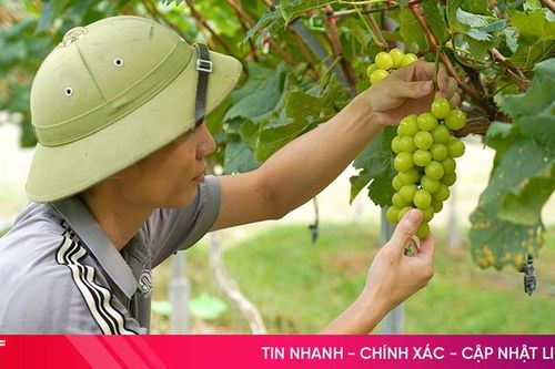 Vườn nho mẫu đơn đầu tiên ở xã Mai Hoa cho thu hoạch