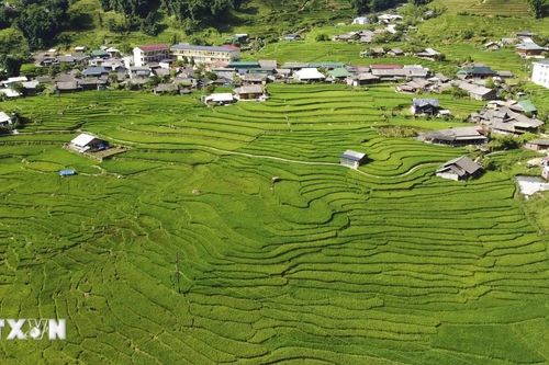 Lào Cai: Mê mẩn mùa lúa xanh trên những thửa ruộng bậc thang ở Tả Van