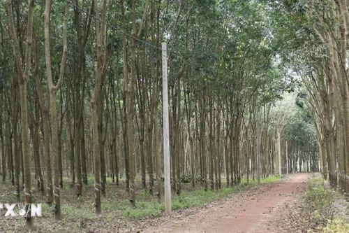 Đồng Nai sớm bàn giao mặt bằng thi công cao tốc Gia Nghĩa-Chơn Thành