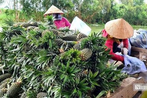 'Vàng xanh' trên vùng đất khó: Hướng đi mới cho nông nghiệp bền vững ở miền Tây