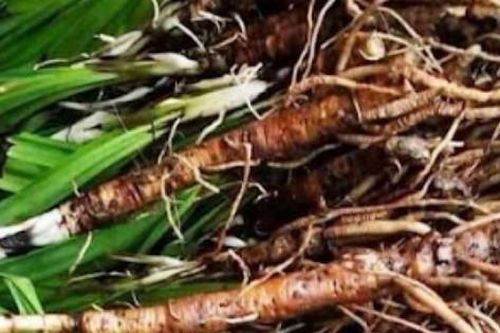 Rễ cây hoang mọc bờ rào, nay bán nửa triệu đồng/kg