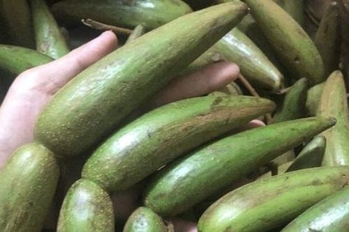 Loài cây dại 'xấu xí' trước cho không ai lấy, nay đi nhặt quả bán gần 100.000 đồng/kg