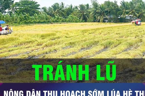 18 GIỜ HÔM NAY: Nông dân ĐBSCL chạy đua thu hoạch lúa hè thu
