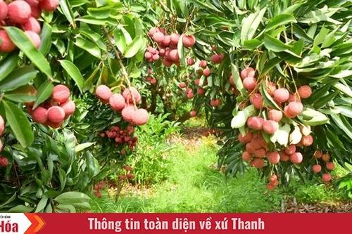 Mùa quả chín...