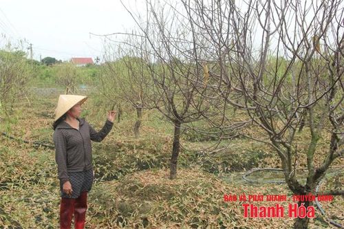 Nước mắt vùng đào