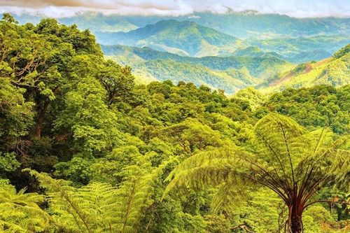 Hơn 326 tỷ đồng từ ERPA đến tay những người giữ rừng Quảng Trị