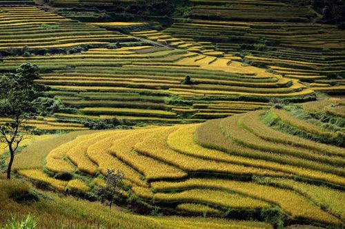 Dẻo thơm cơm lúa xứ Mường