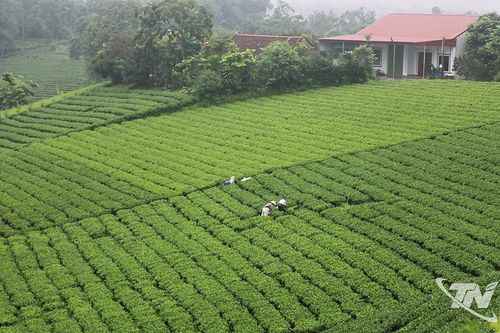 Nhàn tản với 'Đệ nhất danh trà'