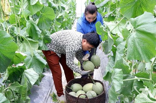 Hiệu quả từ trồng dưa trong nhà lưới