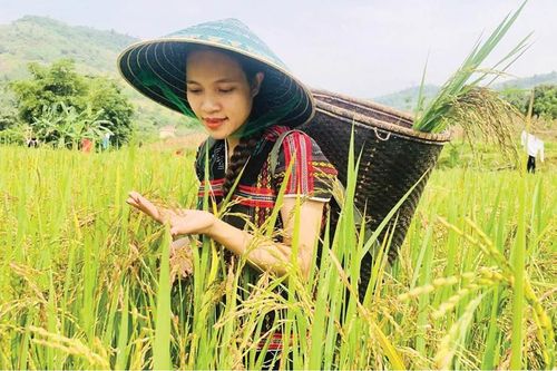 Đưa lúa Ra dư xuống ruộng nước