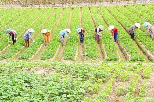 Vươn mình xây dựng nông thôn mới với sức dân là động lực, HTX là điểm tựa