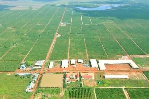 HAGL Agrico (HNG): Lãi gộp không đủ trả lãi vay, tiếp tục lỗ quý thứ 17