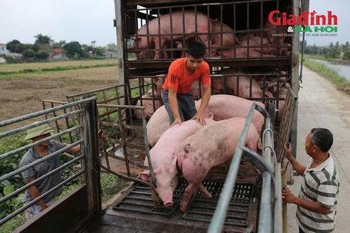 Đề xuất triển khai dự án 'chung cư nuôi lợn' ở Việt Nam, người dân có thực sự được hưởng lợi?