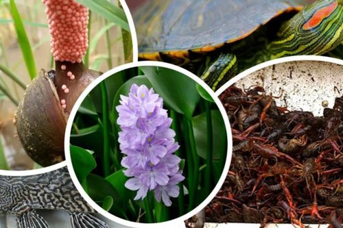 Mối nguy hại từ sinh vật ngoại lai