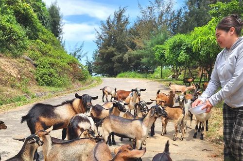 Nuôi dê núi 'bén duyên' ở làng biển