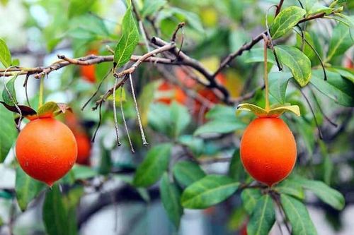 5 loại cây cảnh càng trồng càng 'giàu ú ụ'