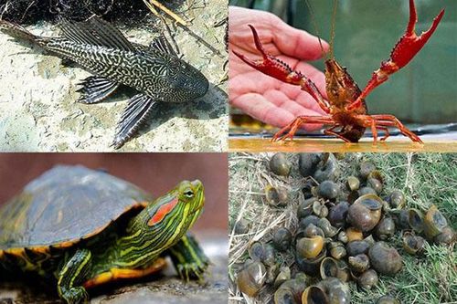 Quản lý, kiểm soát các loài ngoại lai xâm hại: Cần khắc phục 'khoảng trống' pháp luật