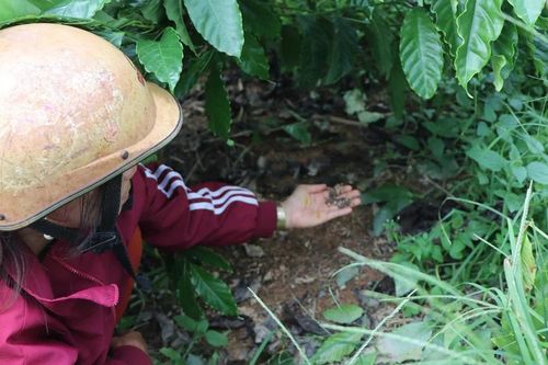 Bón phân cả tháng không tan, người dân gửi đơn 'cầu cứu' chính quyền