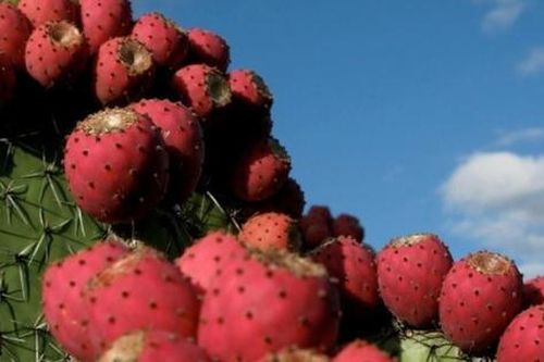 Loài cây 'đáng ghét' trong mắt nông dân, nay 300.000 đồng/kg