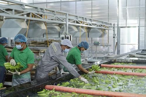 Thoát lỗ gộp, HAGL Agrico vẫn chìm trong 9.600 tỷ đồng lỗ lũy kế