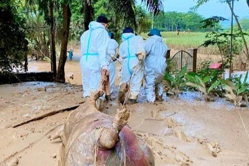Ngăn chặn dịch bệnh rình rập sau mưa lũ: Những điều cần lưu ý