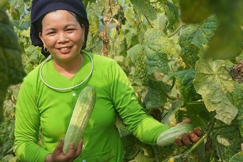 Phụ nữ Nghĩa Đô làm kinh tế hiệu quả từ mô hình liên kết trồng dưa leo