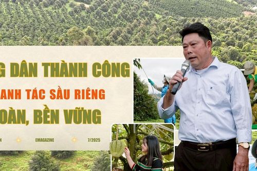 Nông dân gặt hái thành công nhờ canh tác sầu riêng theo hướng an toàn, bền vững