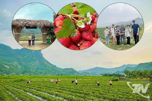Khai thác tiềm năng du lịch nông nghiệp