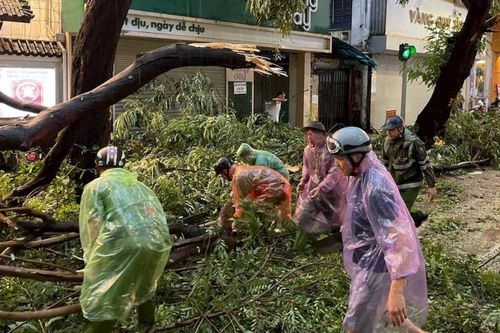 Để 'lá phổi xanh' không trở thành hiểm họa