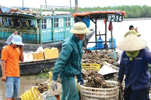Vụ hàu đầu tiên trên biển Quảng Ninh sau siêu bão Yagi
