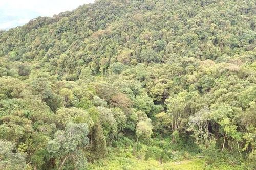 Quảng Trị: Tỷ lệ giải ngân kinh phí từ bán tín chỉ carbon rừng mới đạt hơn 90%