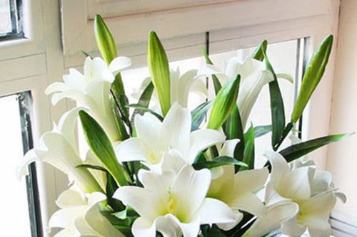 Những loại hoa dù đẹp đến mấy cũng không nên mang vào nhà