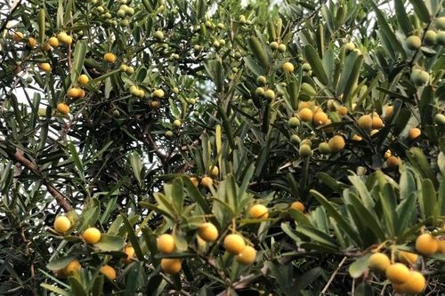 Dược liệu bản địa Việt Nam: Kháng virus, chống viêm, bảo vệ thần kinh