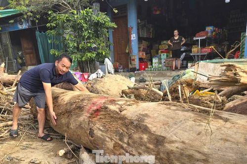 Hàng loạt cây gỗ khủng kẹt lại trên đường sau lũ