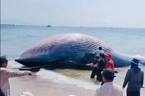 Phát hiện xác cá voi dài hơn 10m dạt vào bờ biển Liên Hương, tỉnh Lâm Đồng