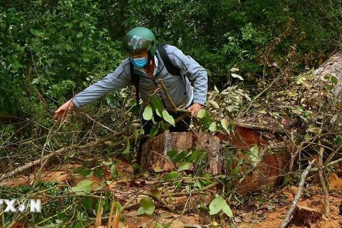 Lâm Đồng: Bắt tạm giam 4 đối tượng khai thác hàng loạt thông cổ thụ trái phép