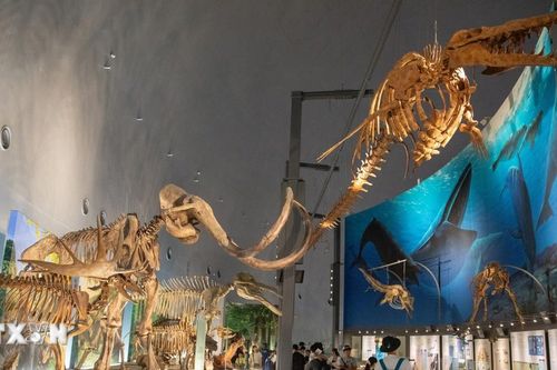 Khám phá thế giới tiền sử tại Bảo tàng Khủng long Fukui ở Nhật Bản