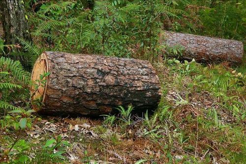 Bắt tạm giam 4 đối tượng khai thác hàng loạt thông cổ thụ trái phép