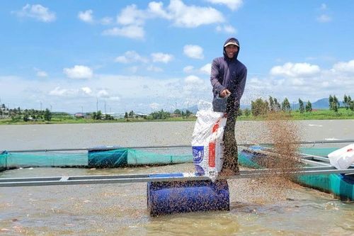 Ổn định sinh kế nhờ nuôi cá lồng bè tại hồ thủy điện An Khê-Ka Nak