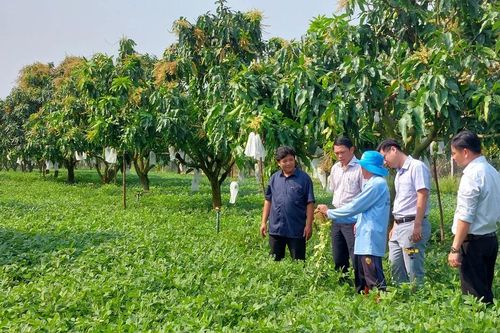 Cây lạc mở hướng đi mới trong chuyển đổi cơ cấu cây trồng