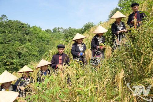 Bản Ca vang điệu Páo Dung