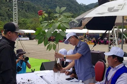 Lần đầu tiên cấp xã tổ chức Lễ hội sâm Ngọc Linh tại Đà Nẵng