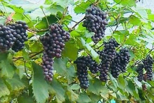 Người nông dân hái 'quả ngọt' từ trồng nho hạ đen