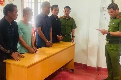 Lâm Đồng: Bắt giữ nhóm đối tượng chặt hạ nhiều cây thông cổ thụ đường kính hơn 1 mét