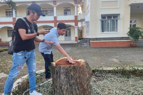 Xác minh việc 3 cây xanh hàng chục năm tuổi tại Lâm Đồng bị cưa hạ