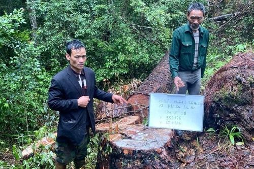 Bắt 4 lâm tặc phá rừng quy mô lớn ở Lâm Đồng
