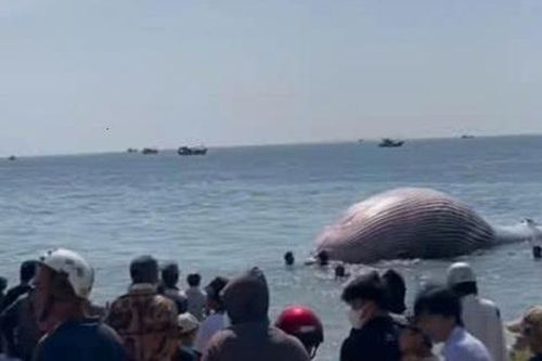 Xác cá voi gần 8 tấn, dài hơn 11 mét trôi dạt vào bờ biển Lâm Đồng